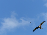 FZ023247 Red kites (Milvus milvus).jpg
